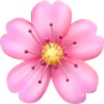 cherry-blossom